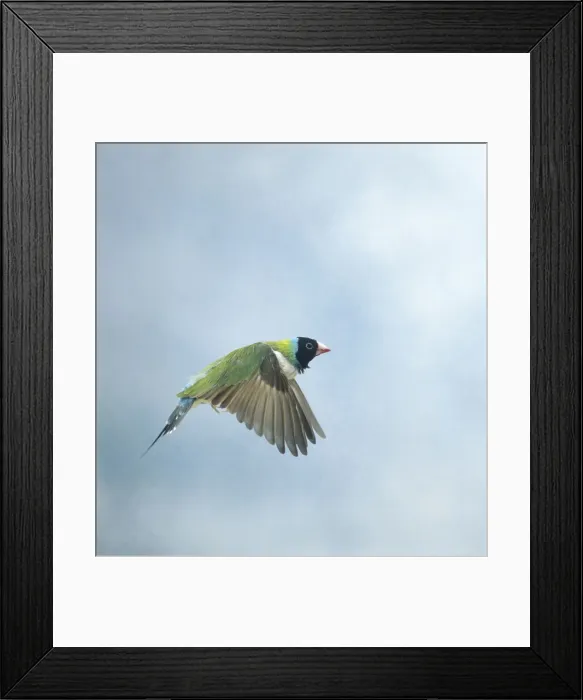 Framed Print : Gouldian finch In flight side view wings down Framed Print : Gouldian finch In flight side view wings down