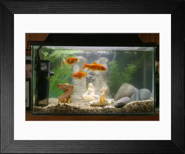 Framed Print : Goldfish In goldfish tank Bedfordshire UK Framed Print : Goldfish In goldfish tank Bedfordshire UK