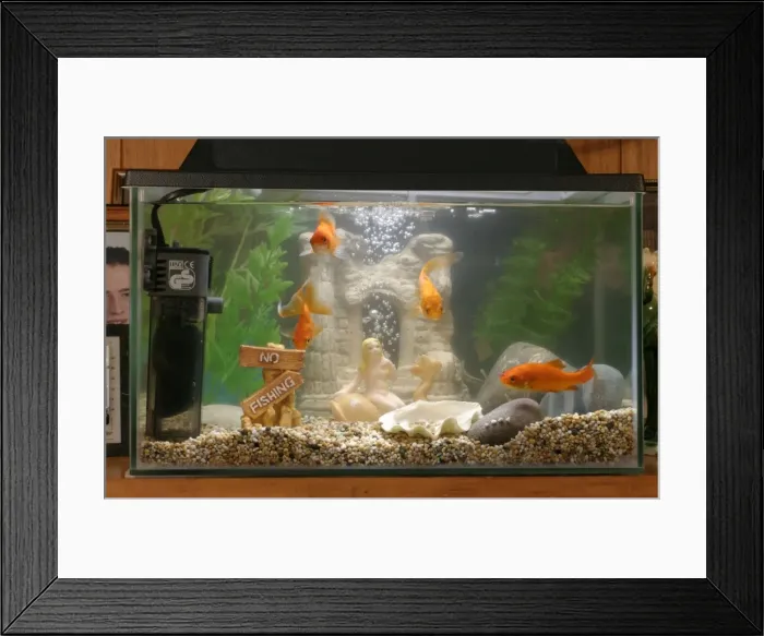 Framed Print : Goldfish In goldfish tank Bedfordshire UK Framed Print : Goldfish In goldfish tank Bedfordshire UK