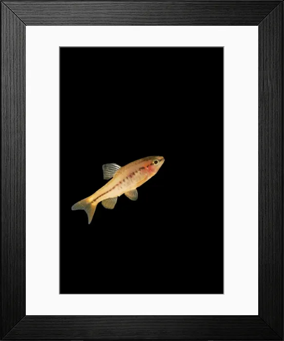 Framed Print : Fish - cherry barb black background side view. Asia range UK captive Framed Print : Fish - cherry barb black background side view. Asia range UK captive