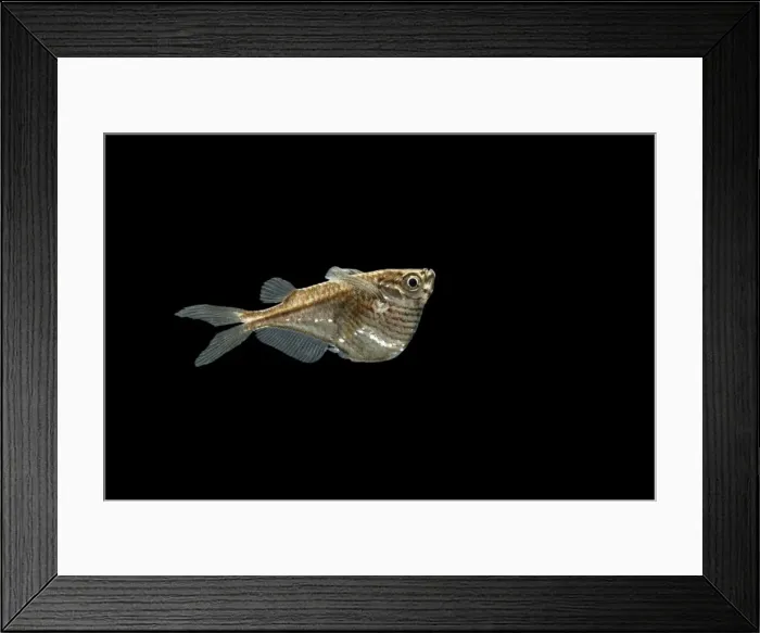 Framed Print : Common hatchetfish Distribution: South America Framed Print : Common hatchetfish Distribution: South America