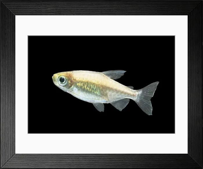 Framed Print : Congo Tetra Fish Distribution: Congo Framed Print : Congo Tetra Fish Distribution: Congo