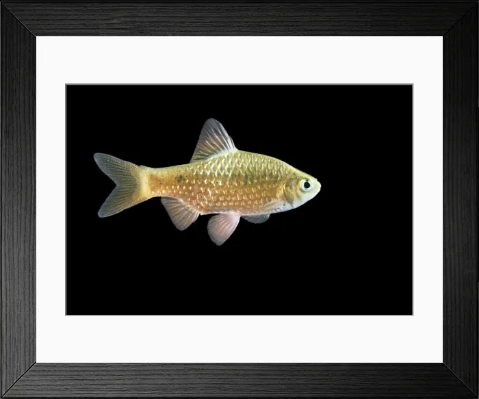 Framed Print : Rosy Barb Fish Distribution: India