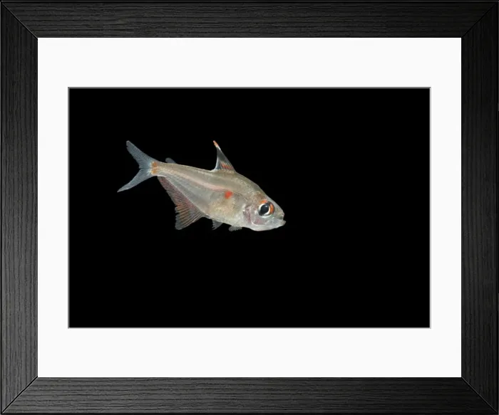 Framed Print : Fish - Bleeding Heart Tetra Distribution: Peru, Amazon Framed Print : Fish - Bleeding Heart Tetra Distribution: Peru, Amazon