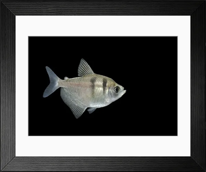 Framed Print : Fish - Black Widow Tetra Framed Print : Fish - Black Widow Tetra