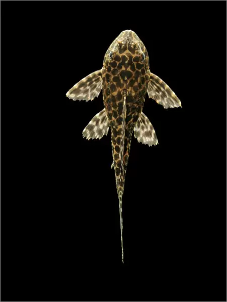Fish - Spotted Sailfin Pleco South America
