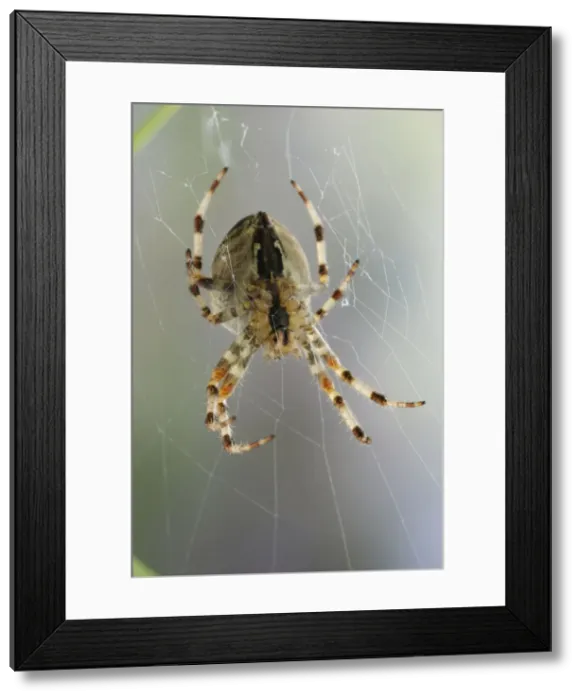 Framed Print : Garden Cross Spider - On web underside Bedfordshire UK Framed Print : Garden Cross Spider - On web underside Bedfordshire UK