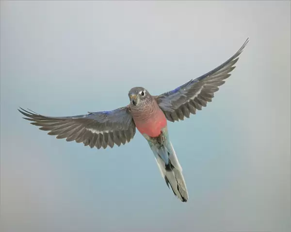 Bourkes parakeet - Male in flight front view