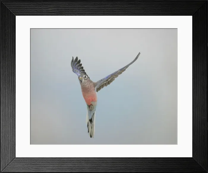 Framed Print : Bourkes Parakeet - Male in flight front view Framed Print : Bourkes Parakeet - Male in flight front view