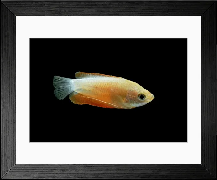 Framed Print : Honey gourami – side view black background tropical freshwater Asia Bedfordshire UK 002025 Framed Print : Honey gourami – side view black background tropical freshwater Asia Bedfordshire UK 002025