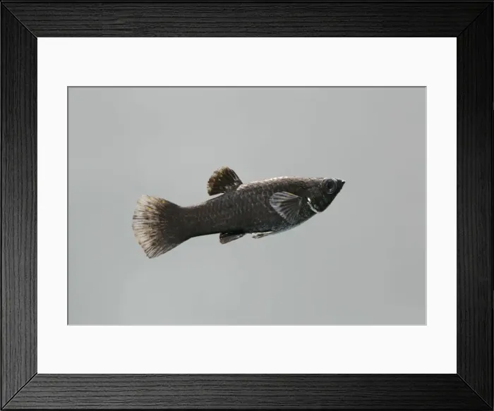 Framed Print : Black molly – side view grey background tropical freshwater Framed Print : Black molly – side view grey background tropical freshwater
