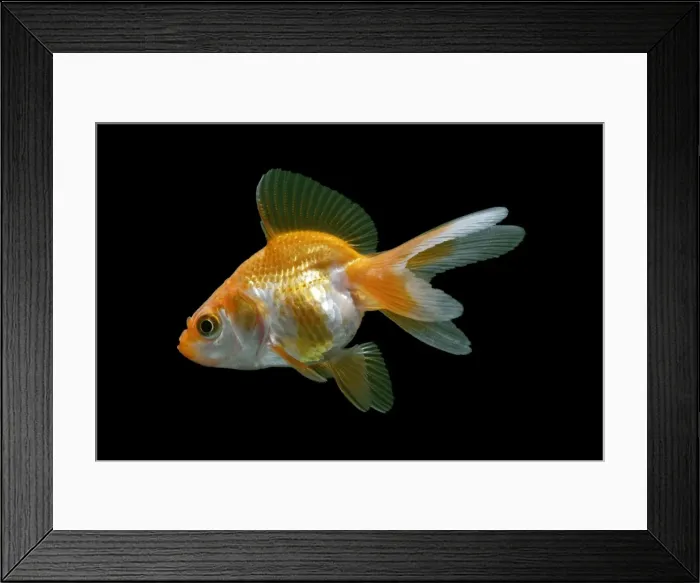 Framed Print : Ryukin / Goldfish derivitive – side view black background temperate freshwater aquarium &pond fish Framed Print : Ryukin / Goldfish derivitive – side view black background temperate freshwater aquarium &pond fish