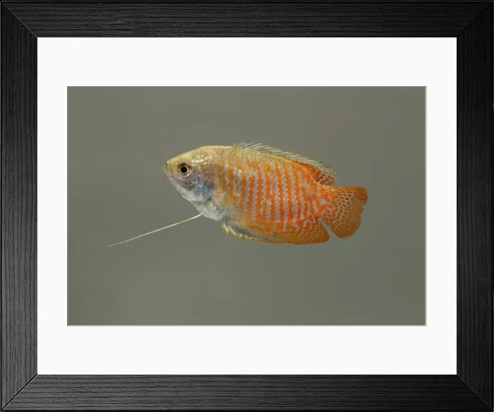 Framed Print : Dwarf gourami – side view grey background tropical freshwater Asia 002021 Framed Print : Dwarf gourami – side view grey background tropical freshwater Asia 002021