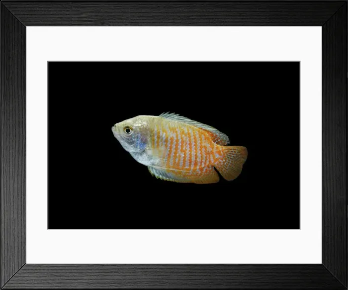 Framed Print : Dwarf Gourami – side view black background tropical freshwater Asia 002022 Framed Print : Dwarf Gourami – side view black background tropical freshwater Asia 002022