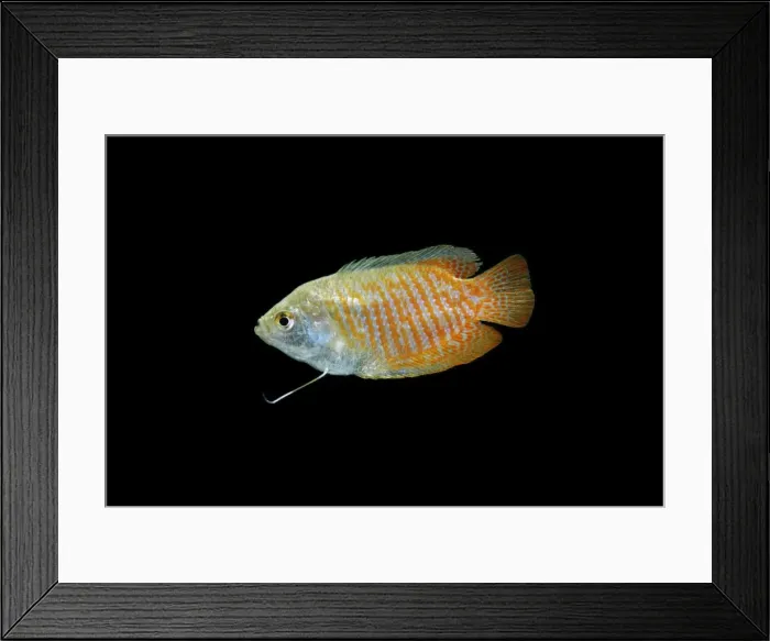 Framed Print : Dwarf Gourami – side view black background tropical freshwater Asia 002023 Framed Print : Dwarf Gourami – side view black background tropical freshwater Asia 002023