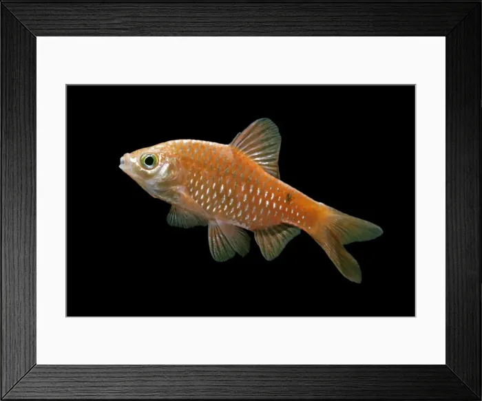Framed Print : Rosy barb – side view black background tropical freshwater Asia 002054 Framed Print : Rosy barb – side view black background tropical freshwater Asia 002054