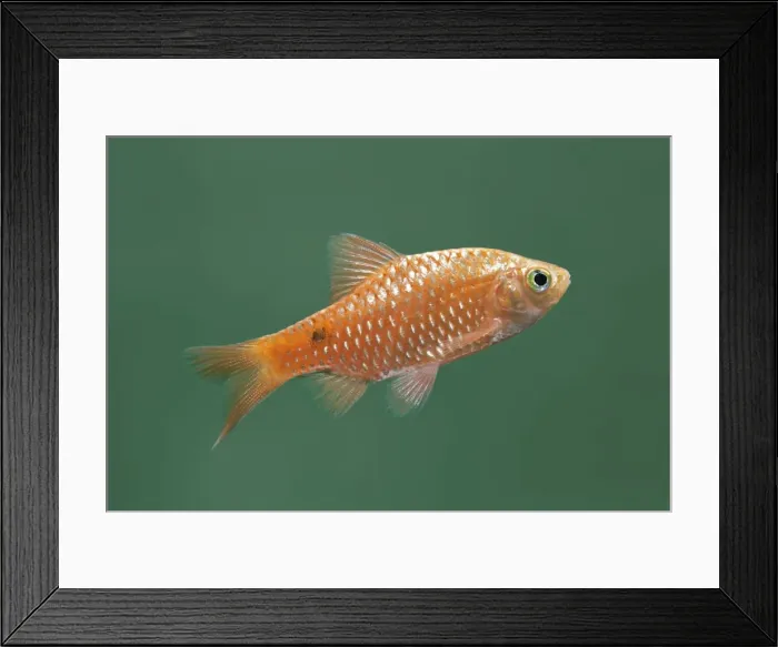 Framed Print : Rosy barb – side view green background tropical freshwater Asia 002057 Framed Print : Rosy barb – side view green background tropical freshwater Asia 002057