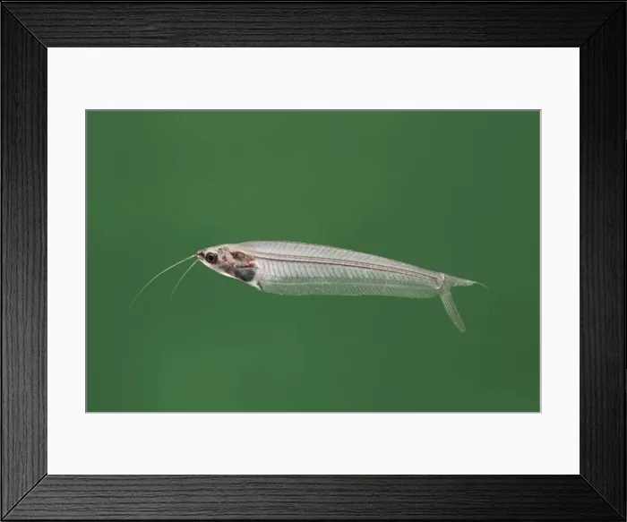 Framed Print : Glass catfish – side view green background tropical freshwater Africa 002059 Framed Print : Glass catfish – side view green background tropical freshwater Africa 002059