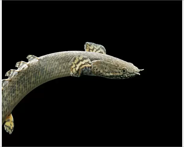 Ornate bichtr – side view black background tropical freshwater Central Africa 002064