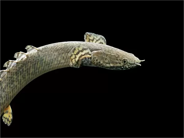 Ornate bichtr – side view black background tropical freshwater Central Africa 002064