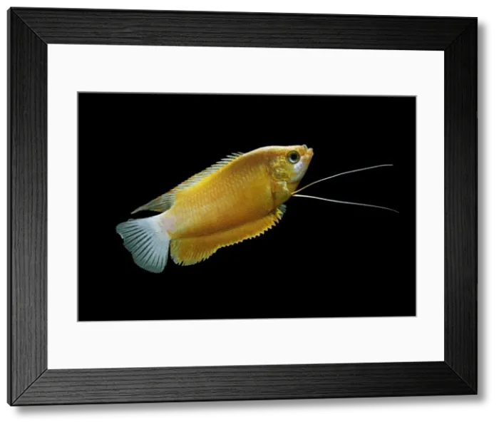 Framed Print : Thick lipped gourami (orange) – male side view black background tropical freshwater Asia 002068 Framed Print : Thick lipped gourami (orange) – male side view black background tropical freshwater Asia 002068