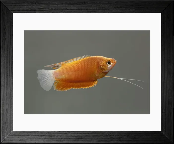 Framed Print : Thick lipped gourami (orange) – male side view grey background tropical freshwater Asia 002071 Framed Print : Thick lipped gourami (orange) – male side view grey background tropical freshwater Asia 002071