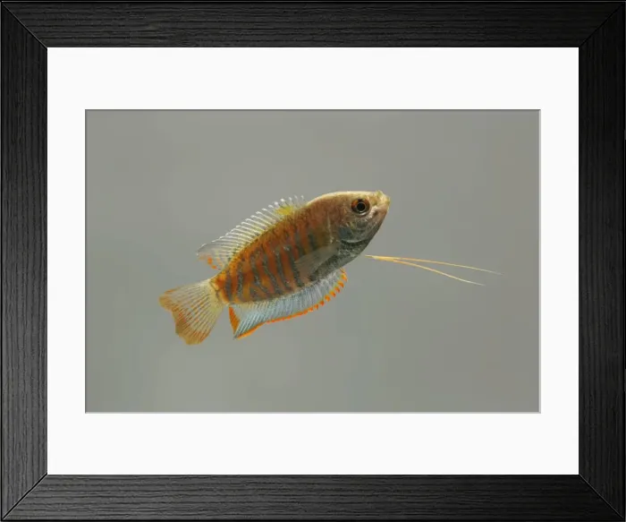 Framed Print : Indian giant gourami – male side view grey background tropical freshwater Asia 002077 Framed Print : Indian giant gourami – male side view grey background tropical freshwater Asia 002077