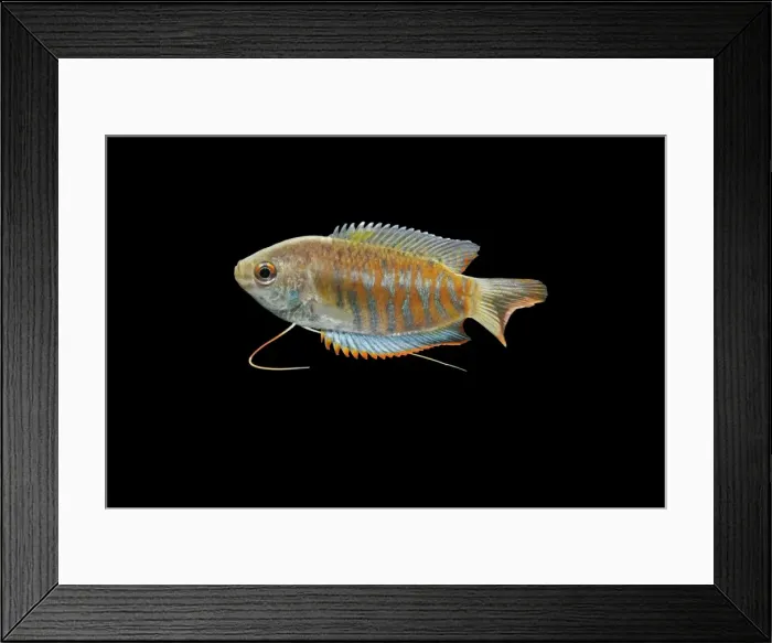 Framed Print : Indian giant gourami – male side view black background tropical freshwater Asia 002080 Framed Print : Indian giant gourami – male side view black background tropical freshwater Asia 002080
