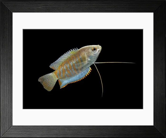 Framed Print : Indian giant gourami – male side view black background tropical freshwater Asia 002082 Framed Print : Indian giant gourami – male side view black background tropical freshwater Asia 002082