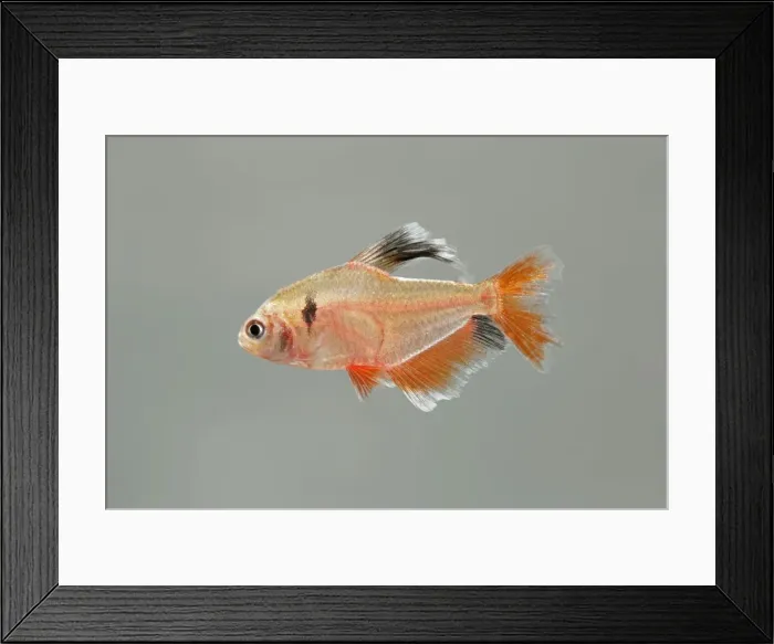 Framed Print : Serpai Tetra – side view grey background tropical freshwater Amazen 002086 Framed Print : Serpai Tetra – side view grey background tropical freshwater Amazen 002086