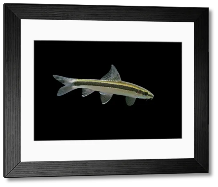 Framed Print : Siamese flying fox / Siamese algae-eater – side view black background tropical freshwater SE Asia 002093 Framed Print : Siamese flying fox / Siamese algae-eater – side view black background tropical freshwater SE Asia 002093