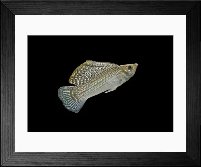 Framed Print : Sailfin molly – side view black background tropical freshwater Southern USA 002107 Framed Print : Sailfin molly – side view black background tropical freshwater Southern USA 002107