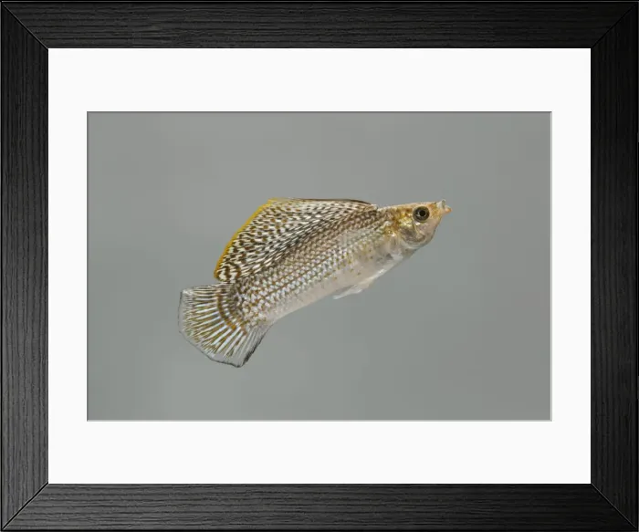 Framed Print : Sailfin Molly – side view grey background tropical freshwater Southern USA 002112 Framed Print : Sailfin Molly – side view grey background tropical freshwater Southern USA 002112