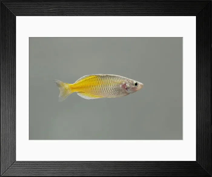 Framed Print : Boeseman's Rainbow fish – side view grey background tropical freshwater New guinea 002123 Framed Print : Boeseman's Rainbow fish – side view grey background tropical freshwater New guinea 002123