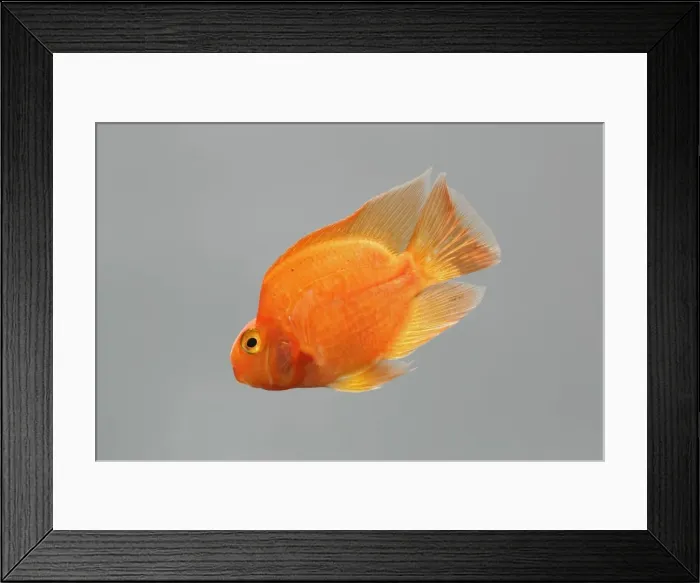 Framed Print : Red Parrot Cichlid – hybrid of red headed & midas cichlids side view grey background tropical freshwater 002126 Framed Print : Red Parrot Cichlid – hybrid of red headed & midas cichlids side view grey background tropical freshwater 002126