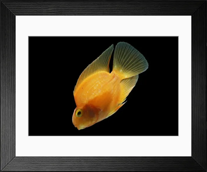 Framed Print : Red Parrot Cichlid – hybrid of red headed & midas cichlids side view BLACK background tropical freshwater 002128 Framed Print : Red Parrot Cichlid – hybrid of red headed & midas cichlids side view BLACK background tropical freshwater 002128