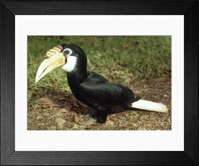 Framed Print : Papuan Hornbill Framed Print : Papuan Hornbill