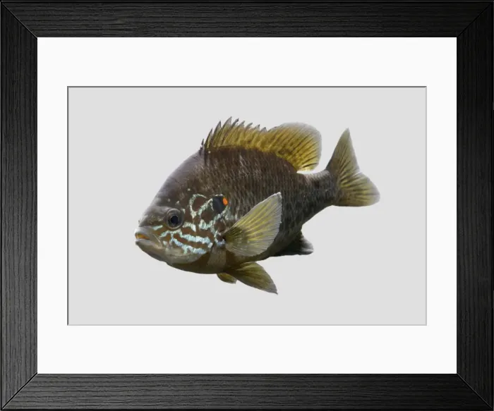 Framed Print : Pumkinseed / Kiver Fish – grey background side view – N America – alien species in UK Framed Print : Pumkinseed / Kiver Fish – grey background side view – N America – alien species in UK