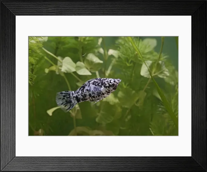 Framed Print : Dalmation molly – side view by weeds - variant Framed Print : Dalmation molly – side view by weeds - variant