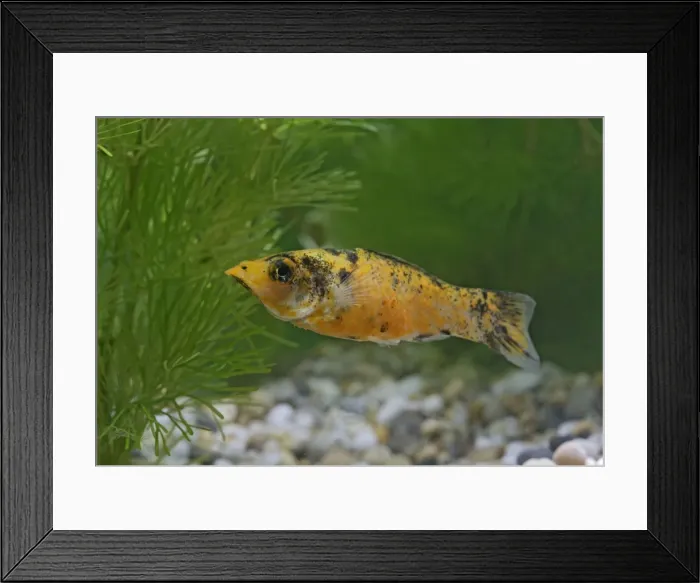 Framed Print : Red leopard molly – side view by weeds - variant UK Framed Print : Red leopard molly – side view by weeds - variant UK