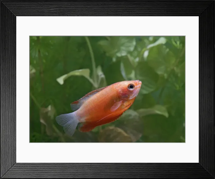 Framed Print : Honey Gourami red – side view by weeds – variant UK Framed Print : Honey Gourami red – side view by weeds – variant UK