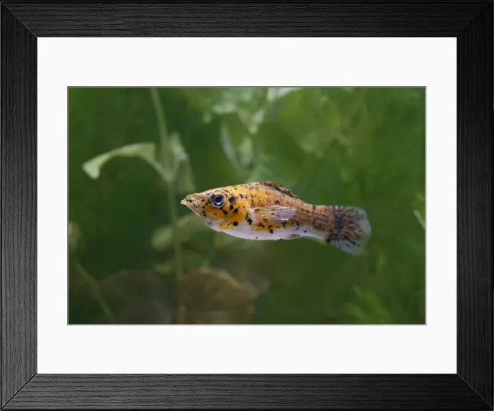 Framed Print : Copper spotted molly – side view – variant UK Framed Print : Copper spotted molly – side view – variant UK