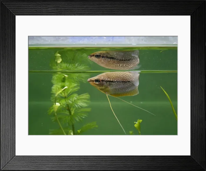 Framed Print : Pearl Gourami – side view with reflection UK Framed Print : Pearl Gourami – side view with reflection UK