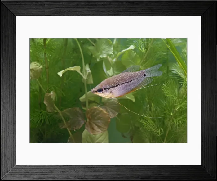 Framed Print : Pearl gourami – side view by weeds – SE Asia UK Framed Print : Pearl gourami – side view by weeds – SE Asia UK