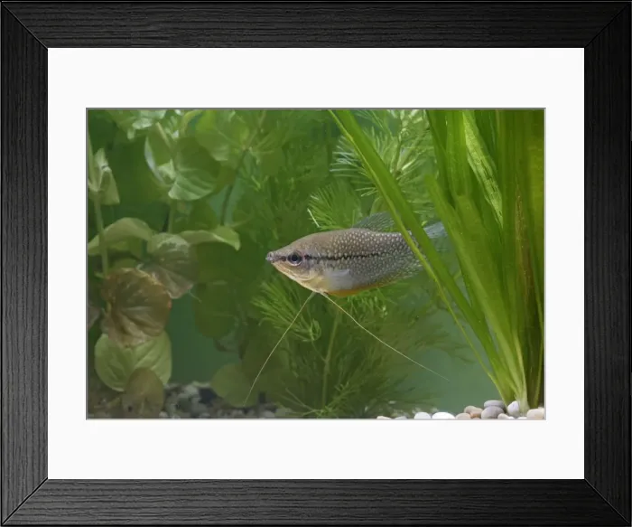 Framed Print : Pearl gourami – side view by weeds – SE Asia UK Framed Print : Pearl gourami – side view by weeds – SE Asia UK
