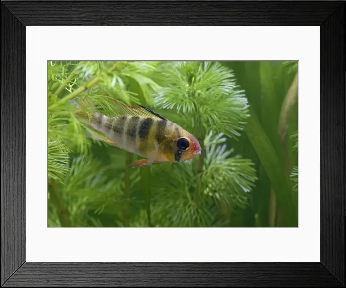 Framed Print : Ram / Blue ram / Butterfly cichlid – male side view in weeds –s America UK Framed Print : Ram / Blue ram / Butterfly cichlid – male side view in weeds –s America UK