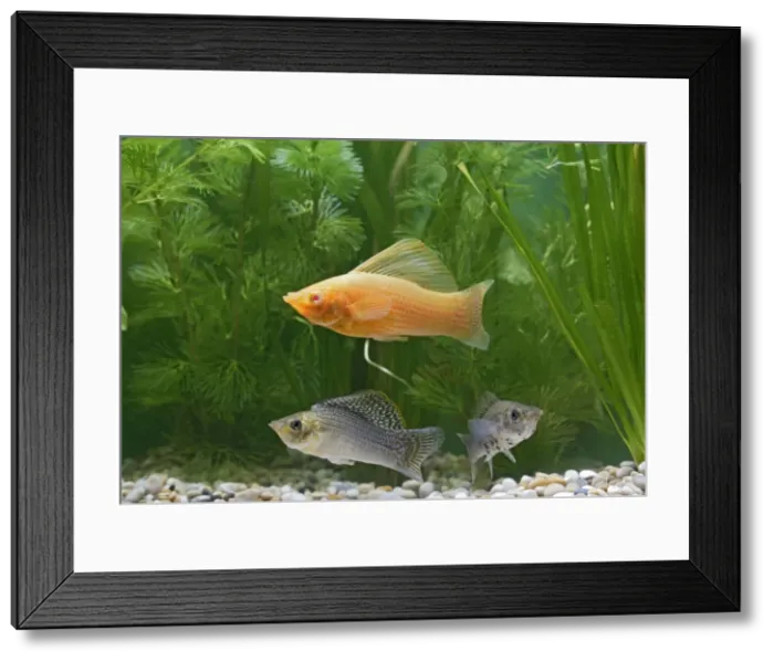 Framed Print : Sailfin molly & blood red variant - by weeds UK Framed Print : Sailfin molly & blood red variant - by weeds UK