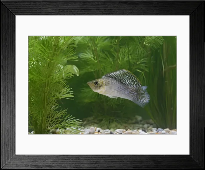 Framed Print : Sailfin Molly Fish - front view male by weeds UK Framed Print : Sailfin Molly Fish - front view male by weeds UK