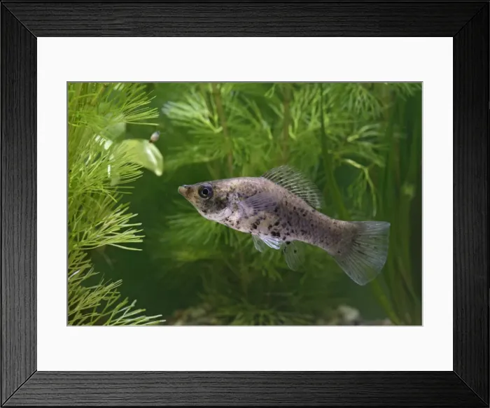 Framed Print : Sailfin molly - side view UK
