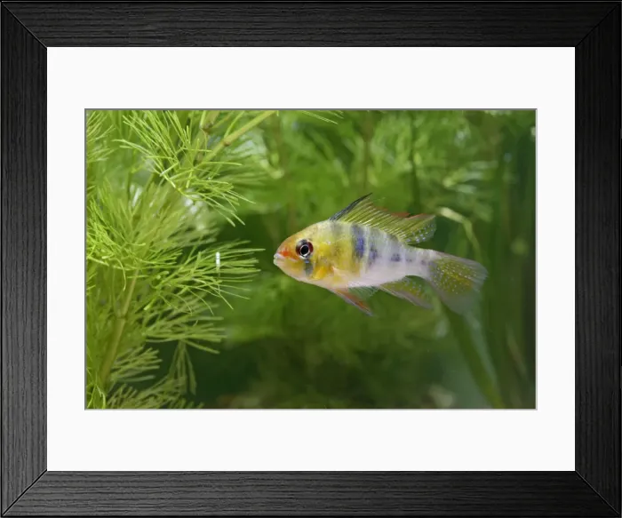 Framed Print : Ram / Blue ram / Butterfly cichlid – male side view by weeds, South America UK Framed Print : Ram / Blue ram / Butterfly cichlid – male side view by weeds, South America UK